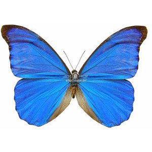 MORPHO ANAXIBIA